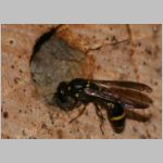 Symmorphus bifasciatus - Lehmwespe 06 beim Nestverschluss.jpg